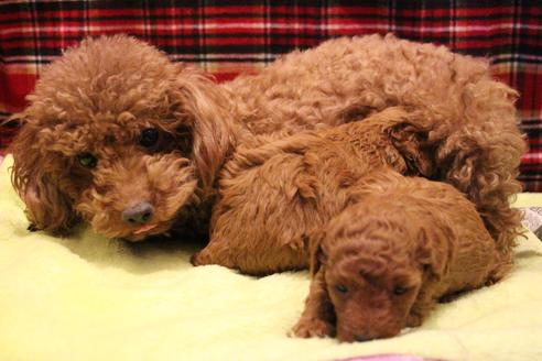 販売中のトイプードルの親犬