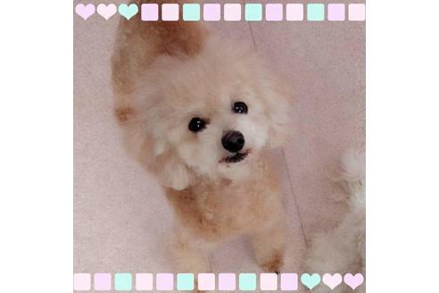 販売中のタイニープードルの親犬