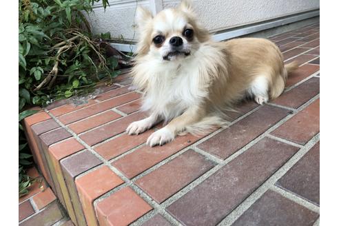 販売中のチワワ(ロングコート)の親犬