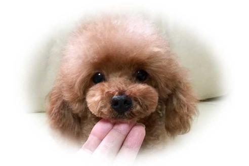 販売中のティーカッププードルの親犬