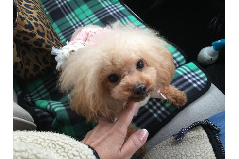 販売中のティーカッププードルの親犬