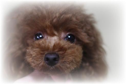 販売中のティーカッププードルの親犬