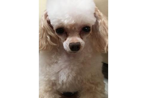 販売中のトイプードルの親犬
