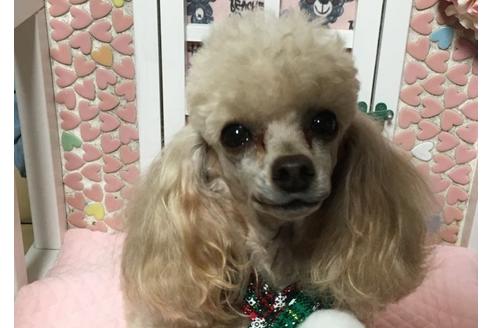 販売中のトイプードルの親犬