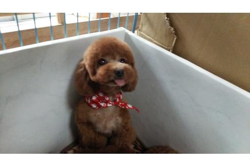 販売中のティーカッププードルの親犬