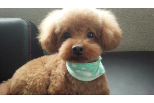 販売中のトイプードルの親犬