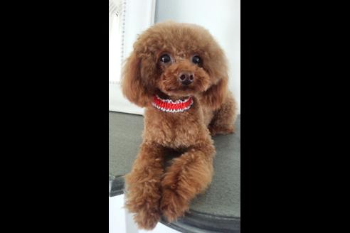 販売中のトイプードルの親犬