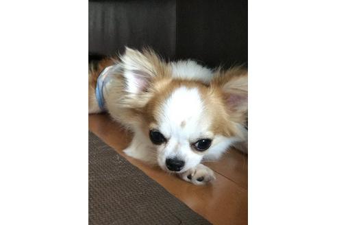 販売中のチワワ(ロングコート)の親犬