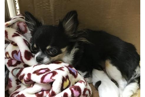 販売中のチワワ(ロングコート)の親犬