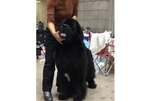 販売中のニューファンドランドの親犬