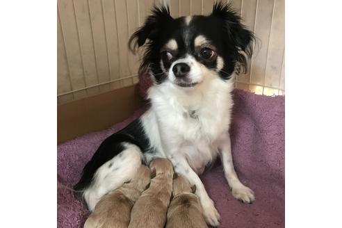 販売中のチワプー:チワワ×トイプードルの親犬