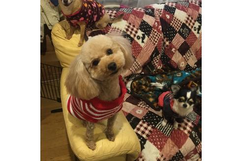 販売中のトイプードルの親犬