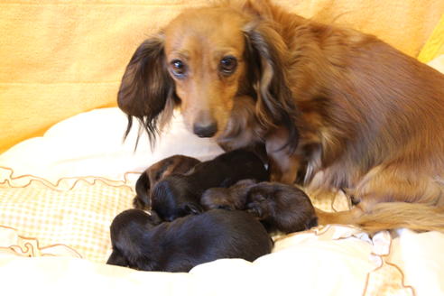 販売中のカニンヘンダックスフンド(ロングヘアード)の親犬