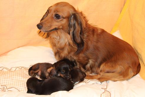 販売中のカニンヘンダックスフンド(ロングヘアード)の親犬