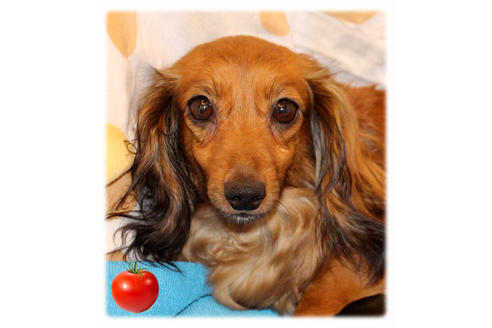 販売中のカニンヘンダックスフンドの親犬