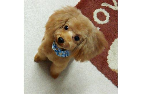 販売中のティーカッププードルの親犬