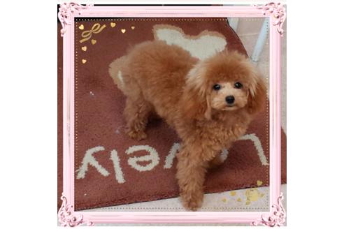 販売中のティーカッププードルの親犬