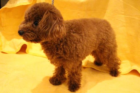 販売中のトイプードルの親犬