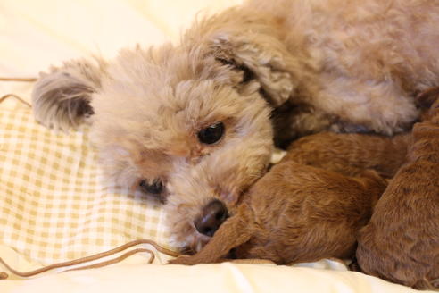 販売中のトイプードルの親犬