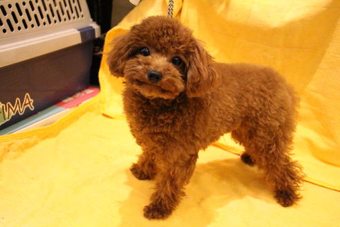 販売中のトイプードルの親犬