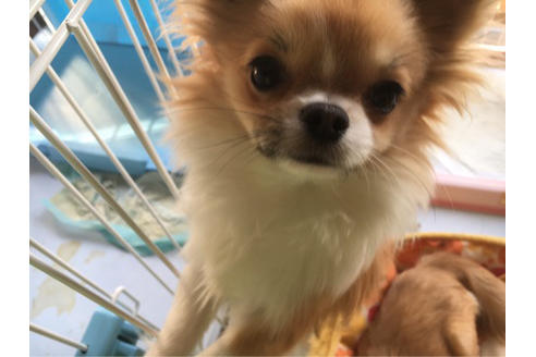 販売中のチワワ(ロングコート)の親犬