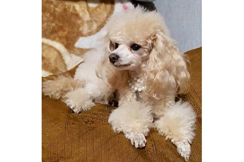 販売中のトイプードルの親犬
