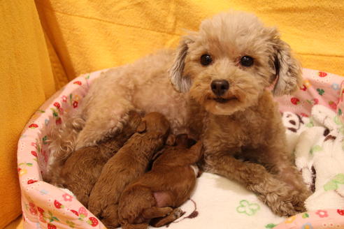 販売中のトイプードルの親犬