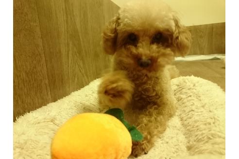 販売中のミックス犬の親犬
