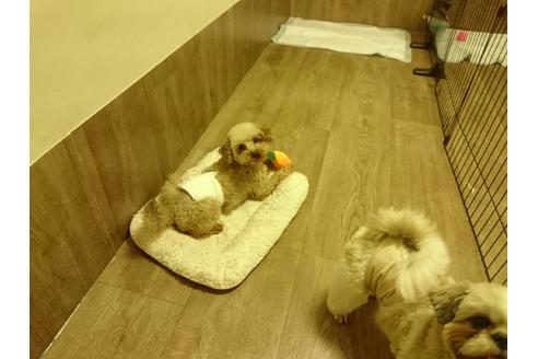 販売中のミックス犬の親犬