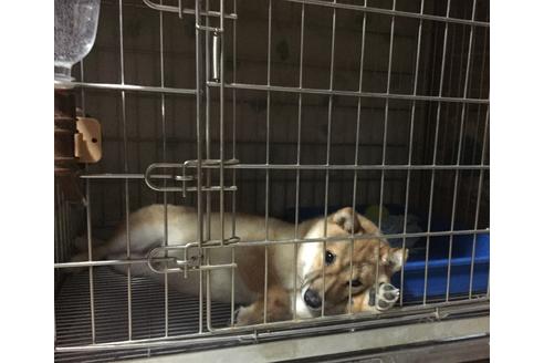 販売中の豆柴の親犬