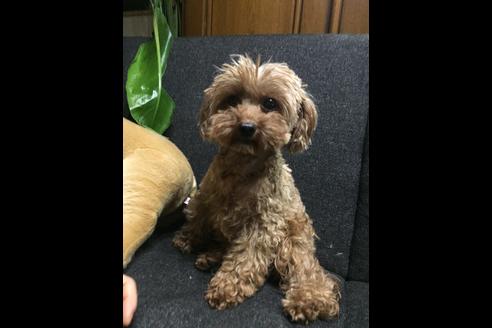 販売中のトイプードルの親犬
