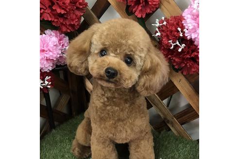 販売中のトイプードルの親犬