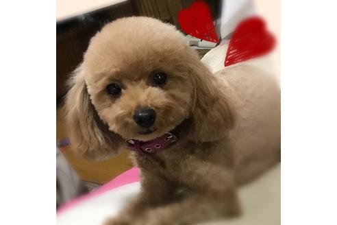 販売中のトイプードルの親犬