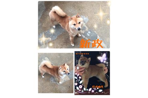 販売中の豆柴の親犬