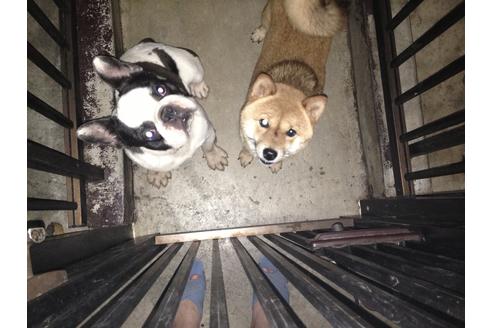 販売中の豆柴の親犬