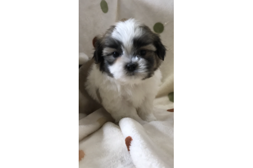 販売中のその他の犬種の親犬
