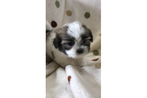 販売中のその他の犬種の親犬