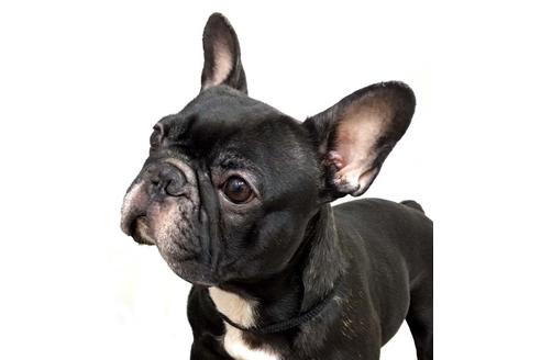 販売中のフレンチブルドッグの親犬