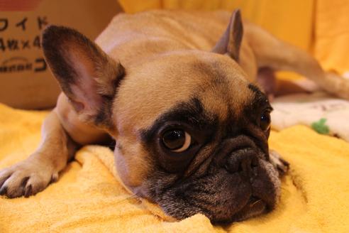 販売中のフレンチブルドッグの親犬