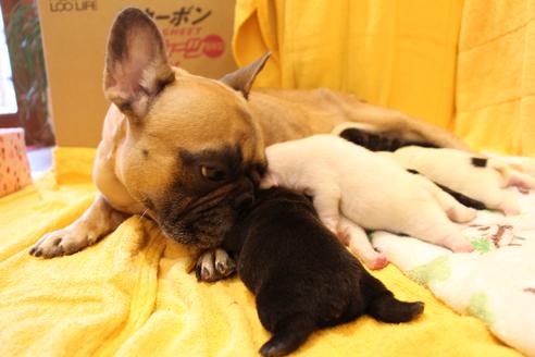 販売中のフレンチブルドッグの親犬