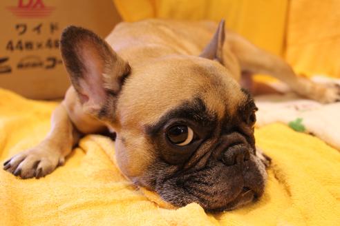 販売中のフレンチブルドッグの親犬