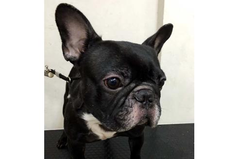 販売中のフレンチブルドッグの親犬