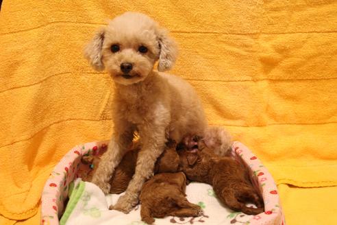販売中のトイプードルの親犬