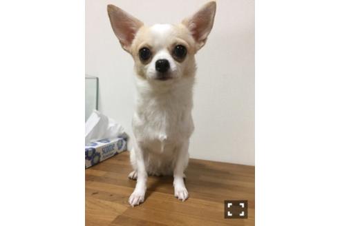 販売中のチワワ(ロングコート)の親犬