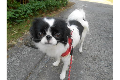 販売中の狆 (チン)の親犬