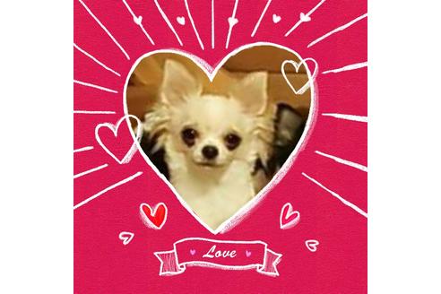 販売中のチワワ(ロングコート)の親犬