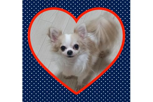 販売中のチワワ(ロングコート)の親犬