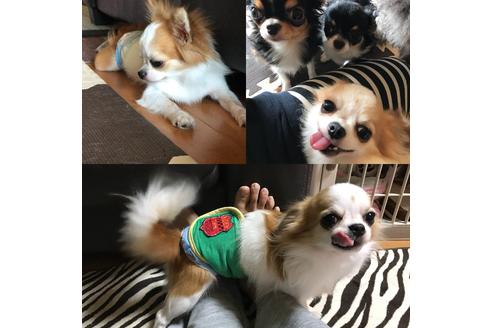 販売中のチワワ(ロングコート)の親犬