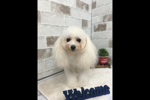 販売中のティーカッププードルの親犬