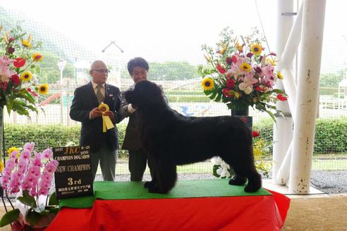 販売中のニューファンドランドの親犬